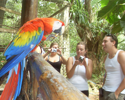 Bird rescue and observation program thumbnail